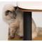 Show in main carousel: Vesper High Base 47.8-in Modern Cat Tree & Condo, Black slide 3 of 6