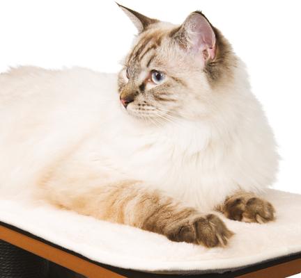 Show full view: Vesper High Base 47.8-in Modern Cat Tree & Condo, Black slide 4 of 6