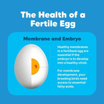 Show full view: Vetafarm Breeding Aid Bird Supplement, 3.4-oz bottle slide 6 of 11