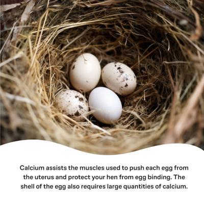 Show full view: Vetafarm Calcivet Bird Liquid Calcium Supplement, 3.4-oz bottle slide 6 of 11