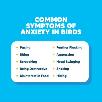 Show full view: Vetafarm Parrot B-Calm Bird Food Complete Diet for Birds, 4.4-lb bag slide 8 of 11