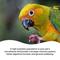Show in main carousel: Vetafarm Synbiotic Avian Bird Supplement, 3.5-oz bottle slide 6 of 11