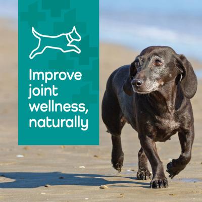 Show full view: Vetality Hemp Helpers Topical for Dogs, 3-ml, 4 count, Under 33-lb slide 8 of 11