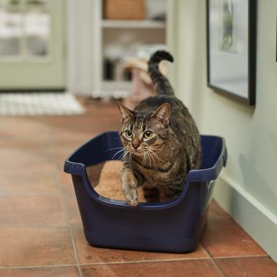 Show full view: Vetbasis Herbal Lavender Scented Clumping Corn Cat Litter, 7-lb bag slide 5 of 7