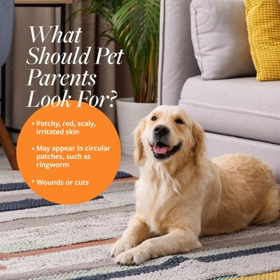 Show full view: Veterinary Formula Clinical Care Antiseptic & Antifungal Spray & Veterinary Formula Clinical Care Antiseptic & Antifungal Shampoo, 16-oz bottle slide 4 of 9