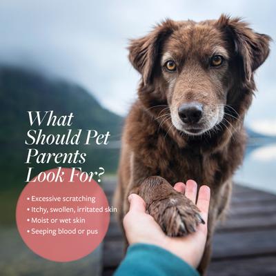 Show full view: Veterinary Formula Clinical Care Hot Spot & Itch Relief Medicated Conditioner, 16-fl oz bottle slide 4 of 12