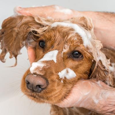 Show full view: Veterinary Formula Clinical Care Hot Spot & Itch Relief Medicated Conditioner, 16-fl oz bottle slide 7 of 12