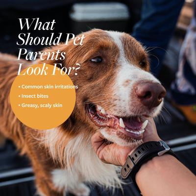 Show full view: Veterinary Formula Clinical Care Oatmeal & Tea Tree Oil Infuser Shampoo, 16-fl oz bottle slide 3 of 10