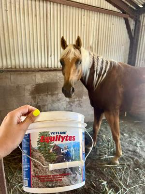 Show full view: Vetline Equine Equilytes Horse Supplement, 6.6-lb bucket slide 2 of 5
