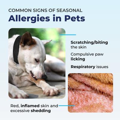 Show full view: Vetnique Labs Dermabliss Seasonal Allergy & Immune Support Salmon Flavored Allergy & Fish Oil Soft Chew Supplement for Dogs, 10 count slide 6 of 12