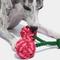 Show in main carousel: VETRESKA Cherry Knot Rope Dog Toy slide 4 of 8