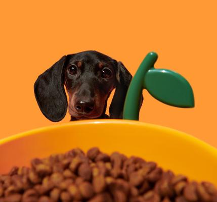 Show full view: VETRESKA Juicy Tangerine Dog & Cat Bowl, Spoon, & Mat Set, Orange, Medium: 14-oz slide 5 of 9