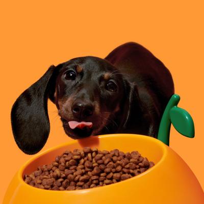 Show full view: VETRESKA Juicy Tangerine Dog & Cat Bowl, Spoon, & Mat Set, Orange, Medium: 14-oz slide 6 of 9
