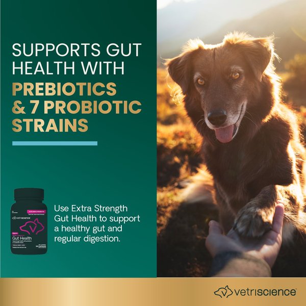 Show full view: VetriScience Extra Strength Gut Mega Probiotic & Prebiotic Health Easy-Open Capsules Digestive Supplement for Dogs & Cats, 120 count slide 3 of 11