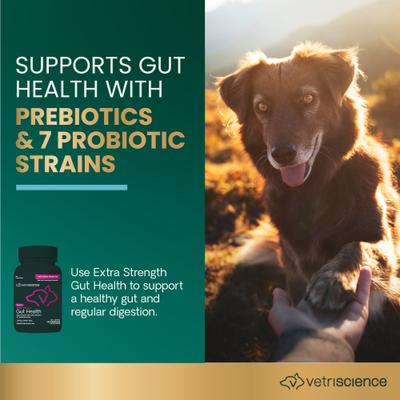 Show full view: VetriScience Extra Strength Gut Mega Probiotic & Prebiotic Health Easy-Open Capsules Digestive Supplement for Dogs & Cats, 120 count slide 4 of 12