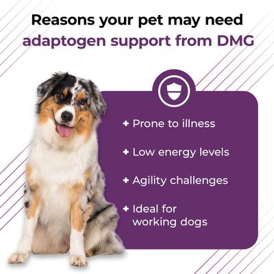 Show full view: VetriScience Vetri-DMG Liquid Immune Supplement for Dogs, Cats & Birds, 28-mL slide 5 of 9