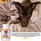 Show in main carousel: VetSmart Formulas Probiotic Nutrient Enhancer Dog Supplement, 60 count slide 9 of 13