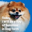 Show in main carousel: Vibeful 10-in-1 Multivitamin Bites Chicken Flavored Soft Chews Supplement for Dogs, 14 count slide 6 of 8
