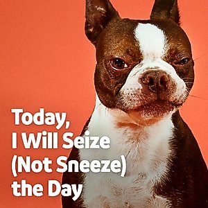 Vibeful Allergy & Immune Support Peanut Butter Flavored Soft Chews Allergy & Immune Supplement for Dogs, 14 count