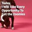 Show in main carousel: Vibeful Mobility & Joint Health Beef Flavored Soft Chews Glucosamine Joint Supplement for Dogs, 14 count slide 6 of 8