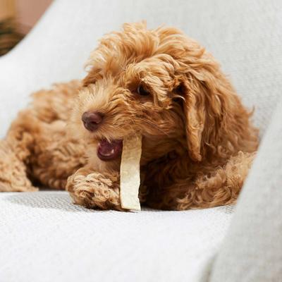 Show full view: Virbac C.E.T. HEXtra Dental Chews for Dogs, under 11-lbs, 30 count slide 9 of 10