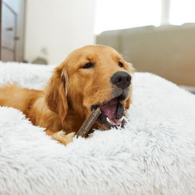 Show full view: Virbac C.E.T. VeggieDent Fr3sh for Small Dogs + Dental Chews for Large Dogs slide 9 of 9