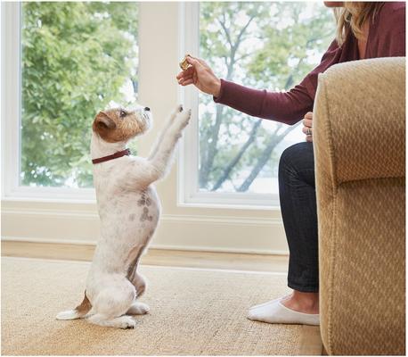 Show full view: Vita Bone Crunchy Biscuit Small Dog Treats, 24-oz box slide 9 of 9