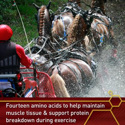 Show full view: Vita Flex Pro Accel Health & Wellness Formula Pellets Horse Supplement, 5-lb bucket slide 5 of 9