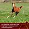 Show in main carousel: Vita Flex Pro Pure Lysine Amino Acid Powder Horse Supplement 151 Day Supply, 4-lb bucket slide 4 of 9