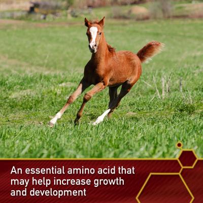 Show full view: Vita Flex Pro Pure Lysine Amino Acid Powder Horse Supplement 151 Day Supply, 4-lb bucket slide 4 of 9