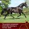 Show in main carousel: Vita Flex Pro Pure Lysine Amino Acid Powder Horse Supplement 151 Day Supply, 4-lb bucket slide 5 of 9