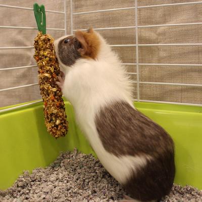 Show full view: Vitakraft Crunch Sticks Apple & Orange Flavor Guinea Pig Treat, 2 count slide 4 of 6
