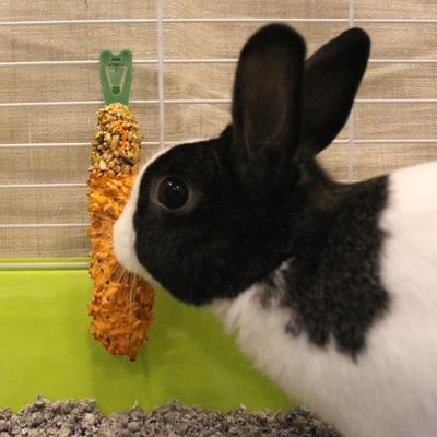 Show full view: Vitakraft Crunch Sticks Carrot & Honey Rabbit Treat, 2 count slide 4 of 8