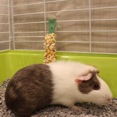 Show full view: Vitakraft Crunch Sticks Grain & Honey Chewable Guinea Pig Treats, 2-pack slide 6 of 8