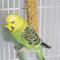 Show in main carousel: Vitakraft Crunch Sticks Grain & Honey Parakeet Bird Treat Toys, 2 count slide 6 of 10