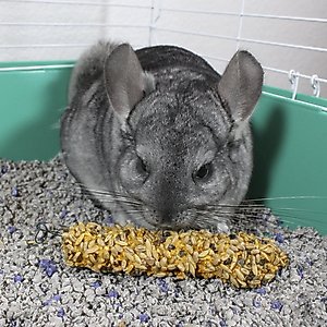 Vitakraft Crunch Sticks Honey with Added Calcium Chinchilla Treat, 2 count