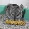 Show in main carousel: Vitakraft Crunch Sticks Honey with Added Calcium Chinchilla Treat, 2 count slide 6 of 9