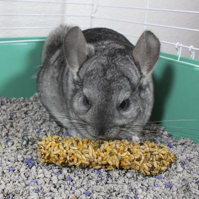Show full view: Vitakraft Crunch Sticks Honey with Added Calcium Chinchilla Treat, 2 count slide 6 of 9