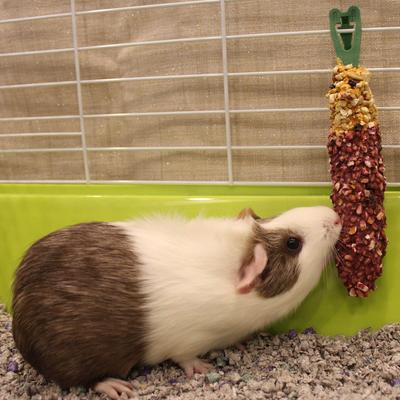 Show full view: Vitakraft Crunch Sticks Wild Berry & Honey Guinea Pig Chewable Treats, 2 count slide 4 of 7