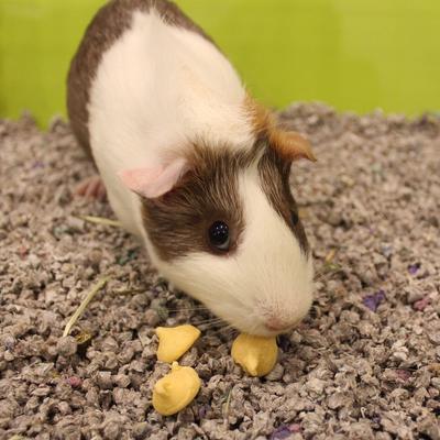 Show full view: Vitakraft Drops Yogurt with Orange Guinea Pig Treats, 5.3-oz bag slide 7 of 9