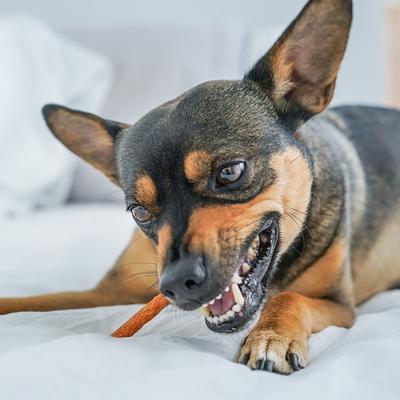 Show full view: Vitakraft Treaties No Rawhide Chew Sticks Soft Jerky Dog Treats, 16 count slide 9 of 11