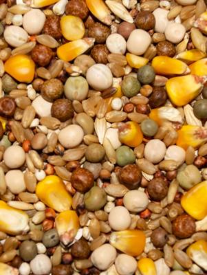 Show full view: Volkman Winner's Cup Classic Whole Corn Pigeon Food, 50-lb slide 3 of 3