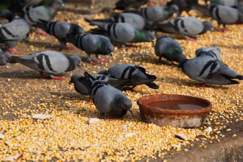 Show full view: Volkman Winner's Cup Economy Whole Corn Pigeon Food, 50-lb slide 2 of 3