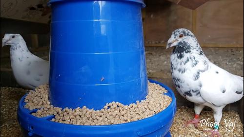 Show full view: Volkman Winners Cup Maintenance with Probiotics Pigeon Food, 40-lb slide 2 of 3