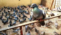 Volkman Winner's Cup Platinum Popcorn Pigeon Food, 50-lb slide 2 of 3