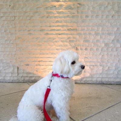 Show full view: Wagberry Classic Dog Leash, Tribeca Red slide 4 of 5