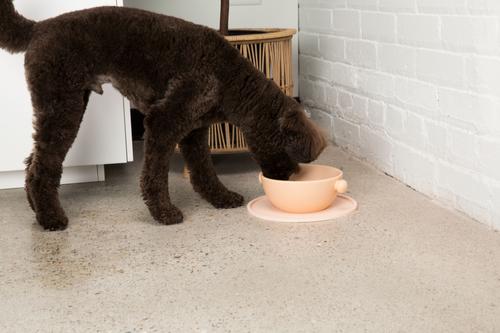 Show full view: Waggo Bobble Ceramic Cat & Dog Bowl, Medium, Rose, 4-cup slide 4 of 5