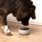 Show in main carousel: Waggo Cling Non-Skid Silicone Bottom Dog & Cat Bowl, Grey, Small, 4-cup slide 4 of 7