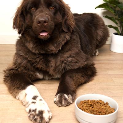 Show full view: Waggo Cling Non-Skid Silicone Bottom Dog & Cat Bowl, Grey, Small, 4-cup slide 5 of 7