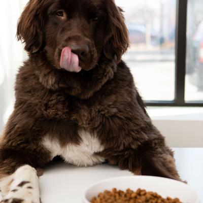 Show full view: Waggo Cling Non-Skid Silicone Bottom Dog & Cat Bowl, White, Large, 8-cup slide 2 of 7